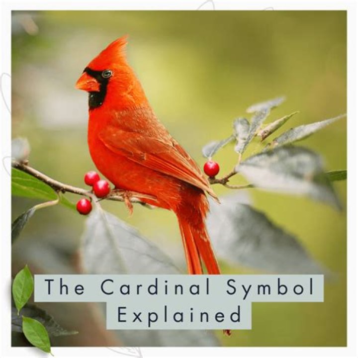 Cardinal Bird Symbolism: Meaning And Significance In Different Cultures