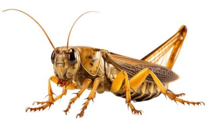 Discover Free Cricket Insect Images For Your Projects