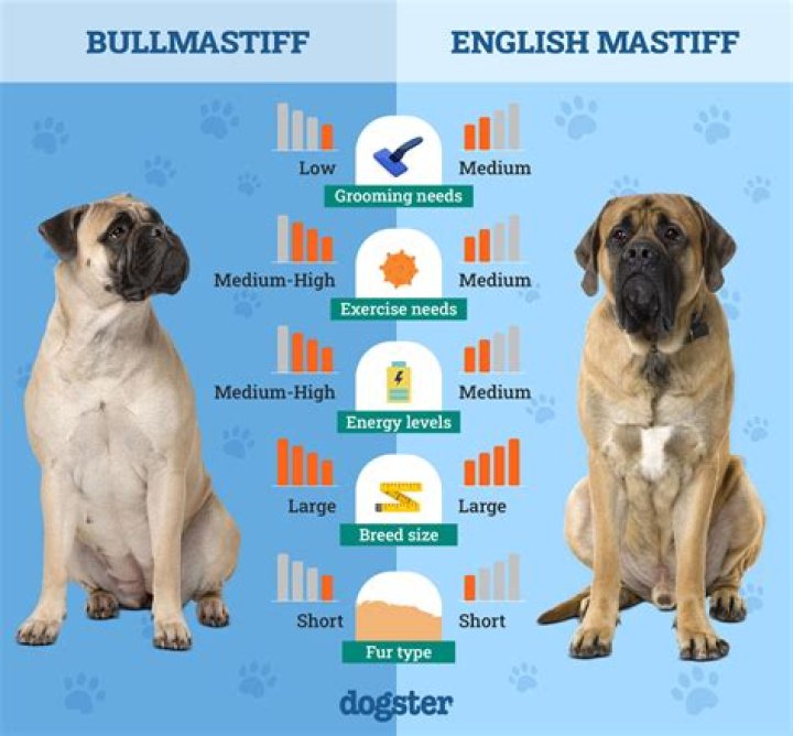 Discover The Majestic Russian Mastiff: Strength, Loyalty, And Protection