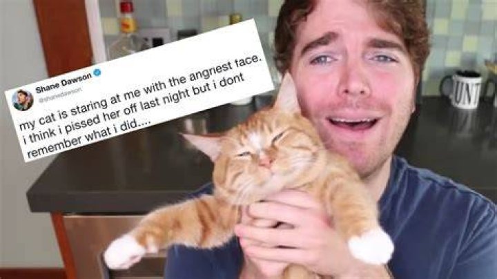 Shane Dawson Cat Controversy: What Happened and Latest Updates