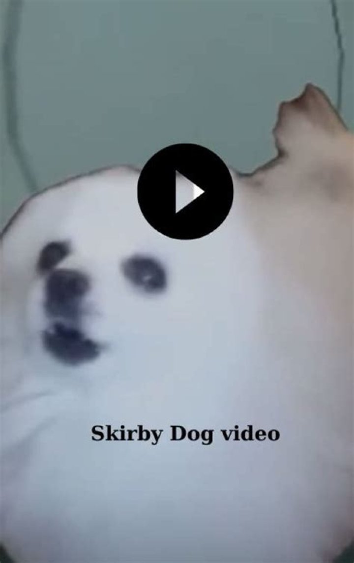 Skirby Dog Vid: Your Ultimate Guide to the Viral Sensation