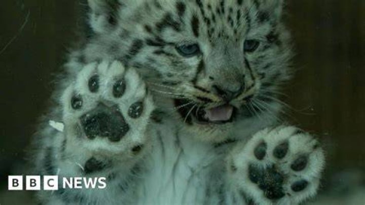 The Snow Leopard Baby of the Black Leopard Family مترجمه: Unveiling the Mysteries of Nature&rsquo;s Hidden Gems