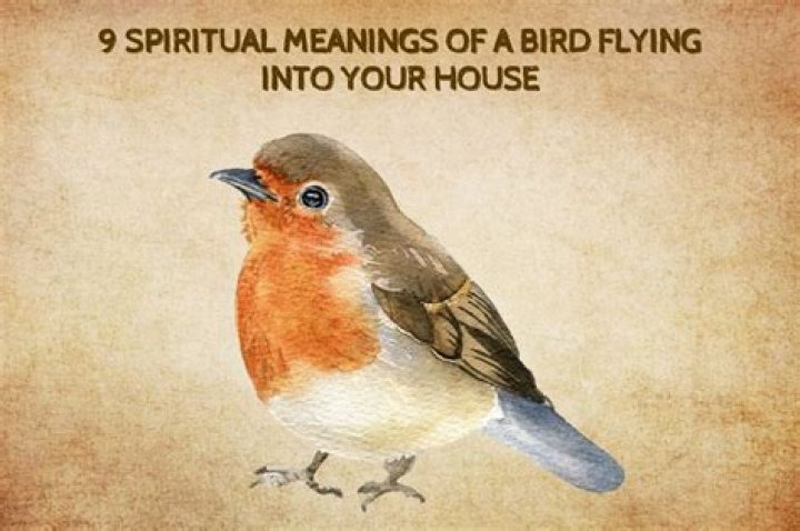 The Spiritual Meaning Of Birds Trying To Enter Your Home