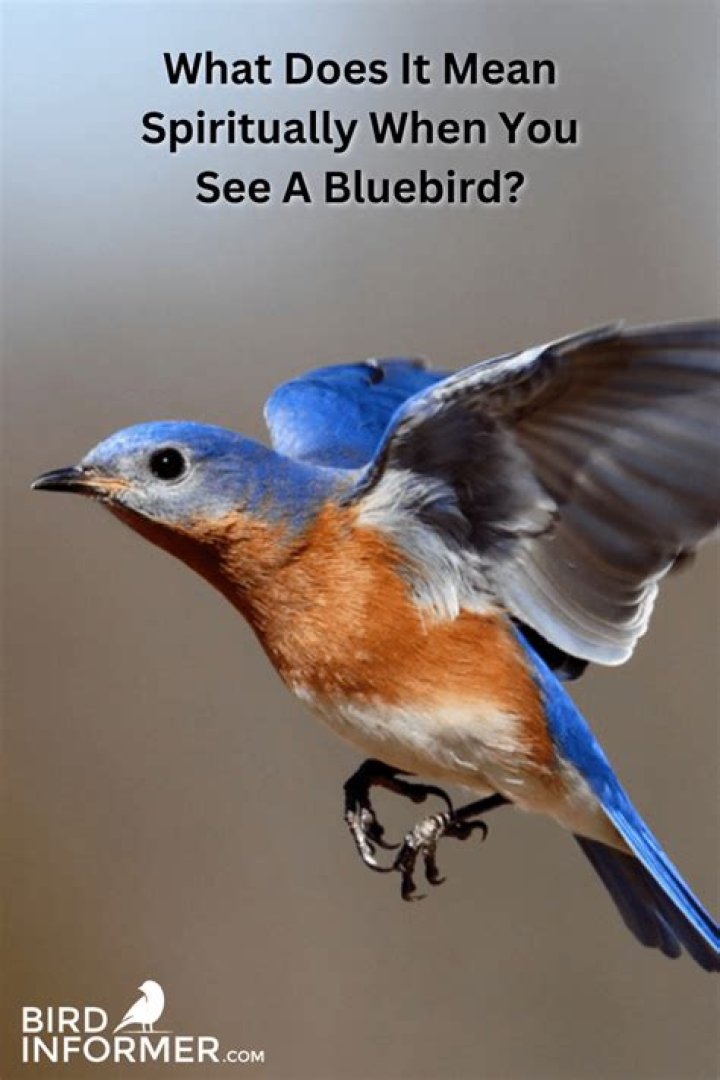 What It Means Spiritually When You See A Red Bird