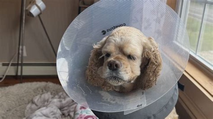 Why IMSkirby Dog Videos Are Captivating Hearts Worldwide